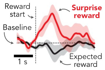 Example data from Matias et al., 2017 showing stronger activation of serotonin neurons by surprising vs. expected rewards.