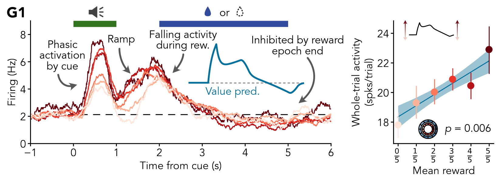 Comparison of activity and theory predictions for an example serotonin neuron. Both show a spike in activity associated with a reward-predicting cue, a ramp leading up to the delivery of a reward, and falling activity during the reward itself.