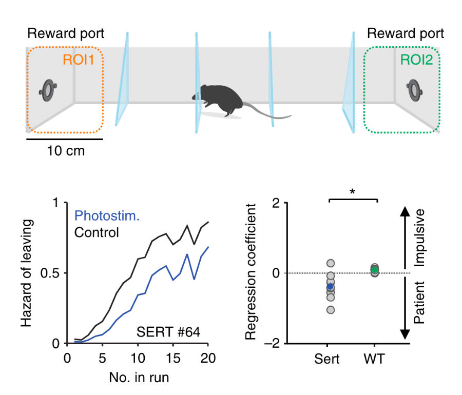 Extract from figures 1 and 5 of Lottem et al., 2018 showing that serotonin neuron activation promotes active persistence in a foraging task.